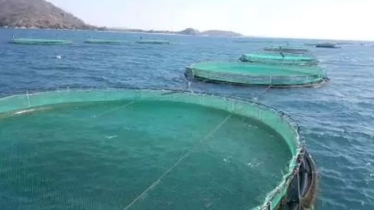 Experts for promoting mariculture to boost fish production