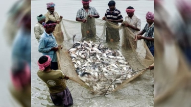 Sundarbans endows with mudflats and diverse flora and fauna