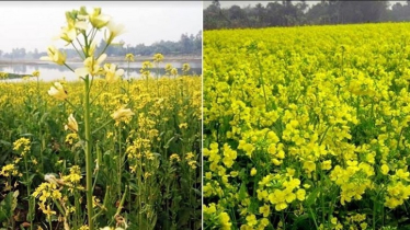 Bumper mustard production likely as plantation exceeds target