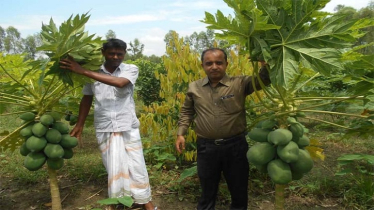 Lucrative profits make Panchagarh growers interested in papaya farming