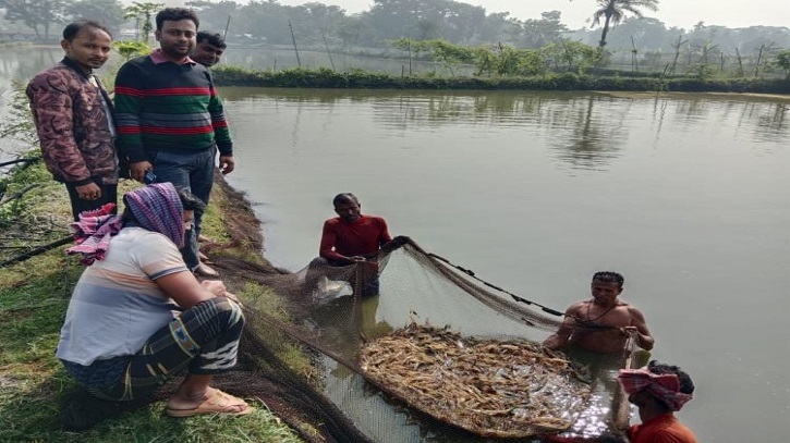 Prospect of farming vannamei (white leg) shrimp in Khulna exists