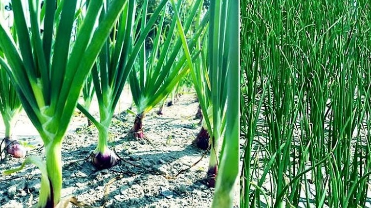 Supply of newly harvested onion pushes price down in Rangpur region