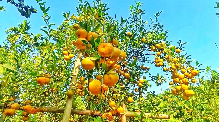 Lalmonirhat couple becomes exemplar in orange farming