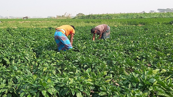 ভোলার চরাঞ্চলে ফসলের ক্ষেতে সবুজের সমারোহ