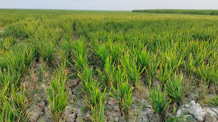 সেচ সংকটের কারণে চলতি মৌসুমে ফসলহানির আশঙ্কা