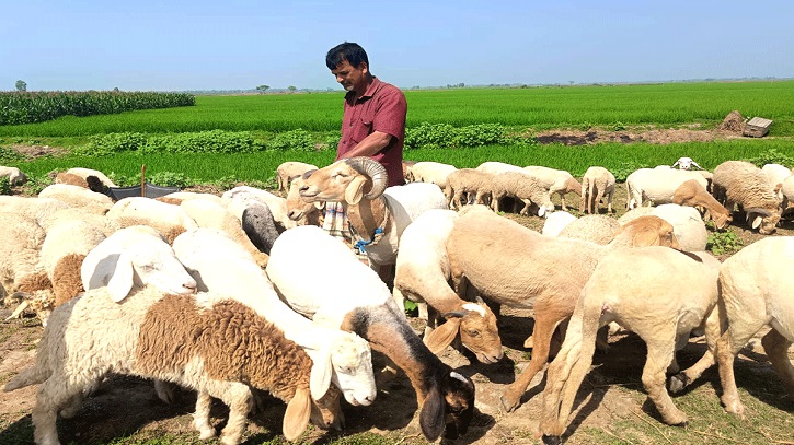 সিংড়ায় দিন দিন জনপ্রিয় হয়ে উঠছে গাড়ল পালন