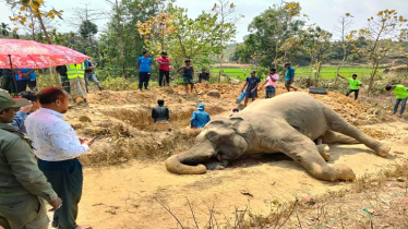 কক্সবাজারে জুমছড়ি সংরক্ষিত বনে বন্য হাতির মৃত্যু