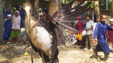 বিলুপ্তপ্রায় মদনটাক পাখি জবাই করে মাংস ভাগাভাগি