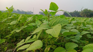 কৃষকের সোনালী স্বপ্ন, লক্ষ্মীপুরে ৪০০ কোটি টাকার সয়াবিন উৎপাদনের