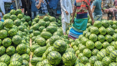 মুন্সীগঞ্জে ১২ট আড়তে প্রতিদিন বিক্রি হয় কোটি টাকার তরমুজ