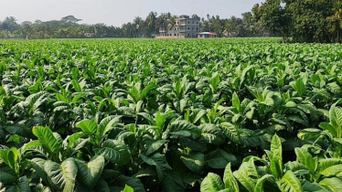 খাগড়াছড়ির দীঘিনালা উপজেলার উর্বর জমি এখন তামাক চাষের দখলে