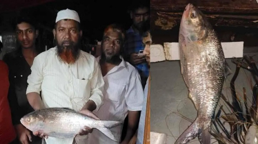 বরগুনার বিষখালীতে ধরা পড়লো আড়াই কেজির ইলিশ, দাম কত?