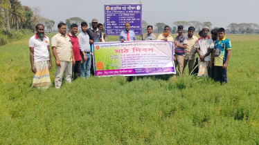 বিনা উদ্ভাবিত মসুরের জাত সমূহের প্রচার ও সম্প্রসারণের মাঠ দিবস অনুষ্ঠিত