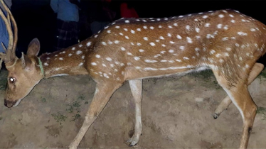 লাউয়াছড়ার সাড়ে ৩ শতাধিক বন্যপ্রাণী উদ্ধার