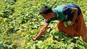 রমজানের বাজার ধরতে পেরে দ্বিগুণ লাভে খুশি ফুলবাড়ির খিরা চাষিরা