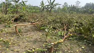 জমি বিরোধের জেরে দেড় হাজার গাছ কেটেছে প্রতিপক্ষ