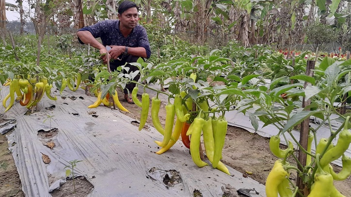 আধুনিক প্রযুক্তি ব্যবহার করে দুবছরে ৫০ লাখ টাকার চারা বিক্রি