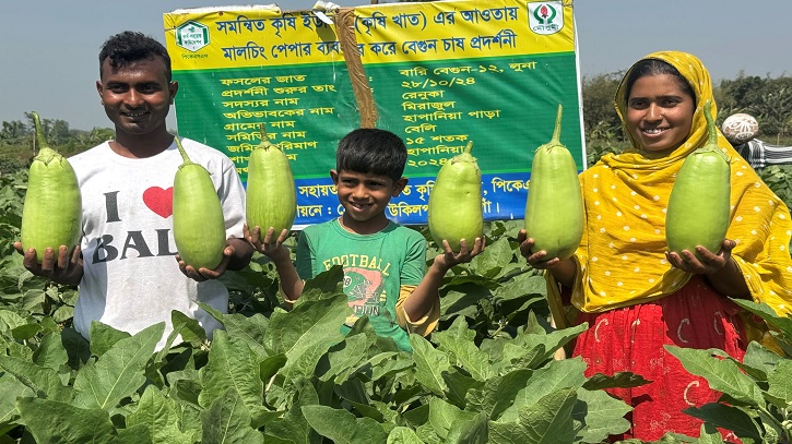 এক কেজি ওজনের বারি-১২ ‘লাউ বেগুন’ চাষে সফল 