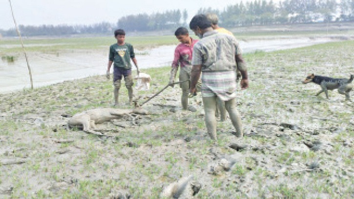 সীতাকুণ্ডে কুকুর লেলিয়ে চিত্রা হরিণ শিকারের অভিযোগ