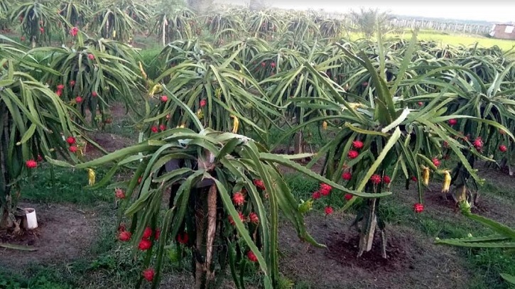 Dragon fruit farming thrives in Rajshahi flourishing employment