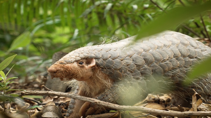 Pangolin burrows are biodiversity magnets in burnt forests, study shows