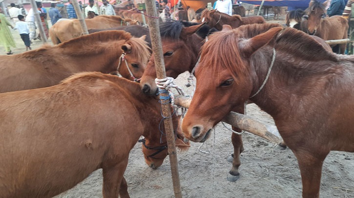 জয়পুরহাটের চলছে ঘোড়ার হাট, পছন্দের ঘোড়া কিনতে ক্রেতার ভিড়