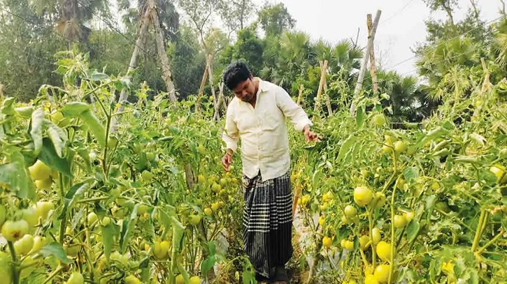 মালচিং পদ্ধতিতে টমেটো চাষ করে লাভবান উল্লাপাড়ার কৃষকরা